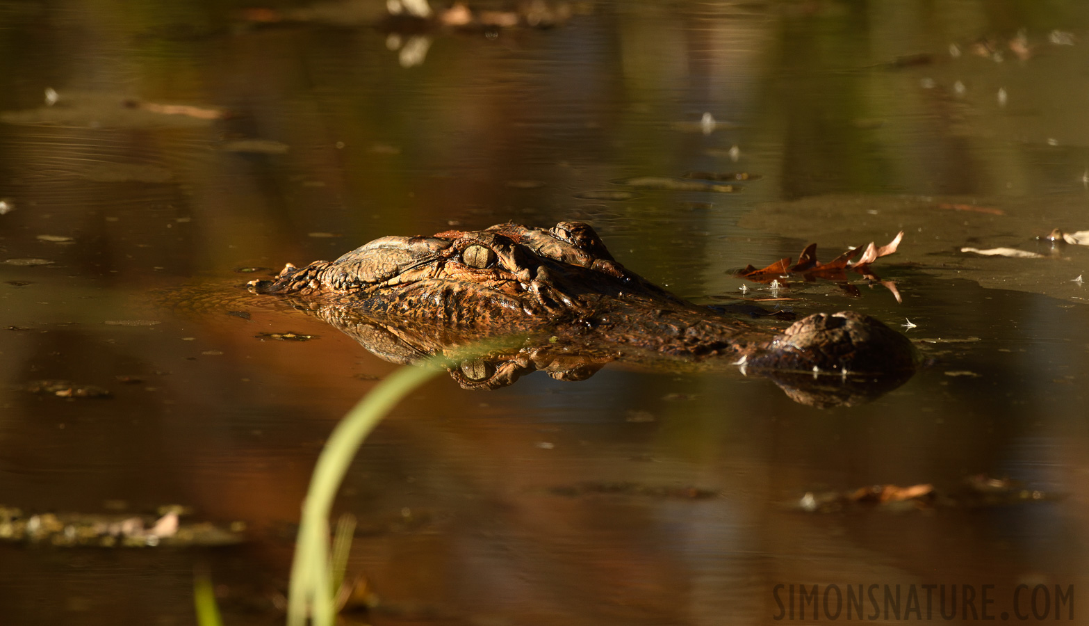 Alligator mississippiensis [400 mm, 1/1000 sec at f / 7.1, ISO 800]